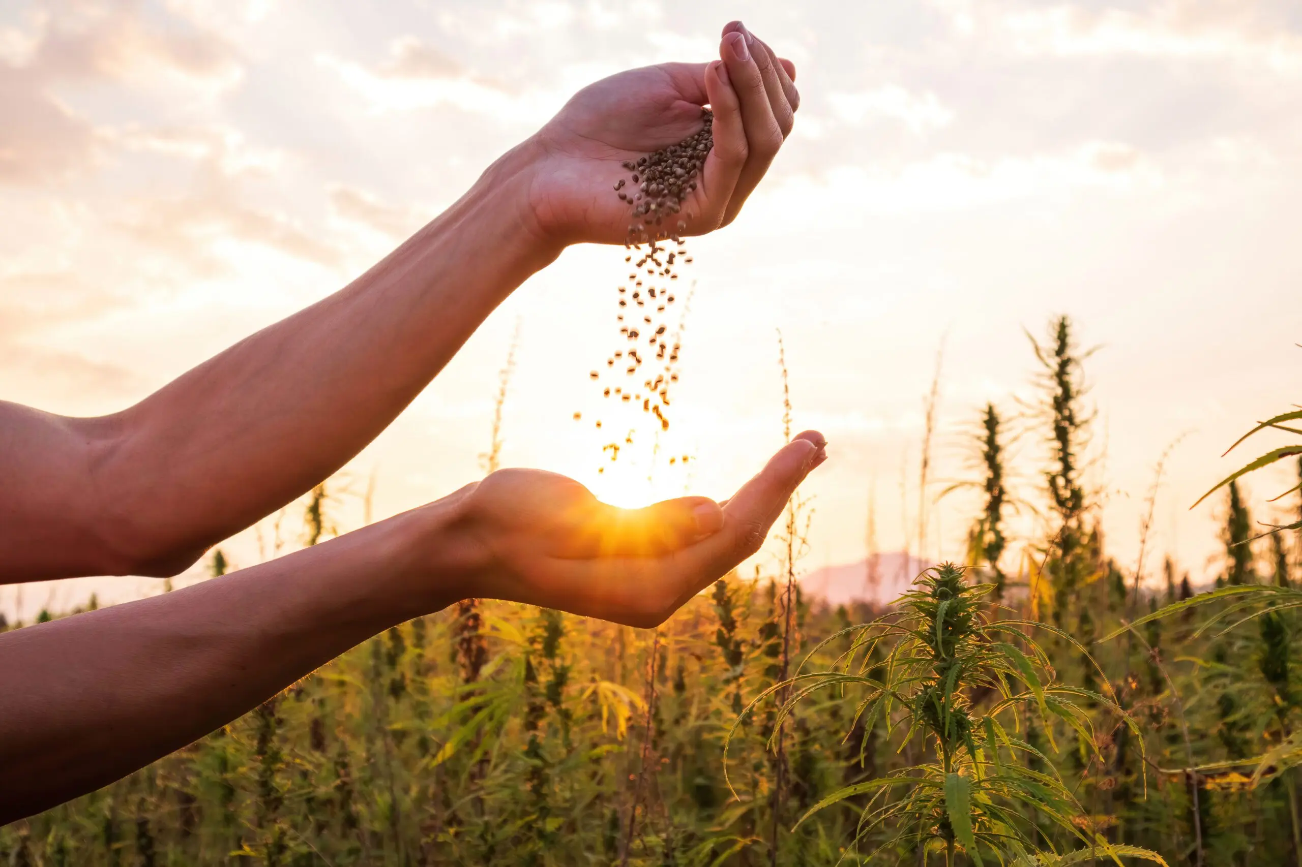 Exploration of Autoflower vs Photoperiod Cannabis Seeds