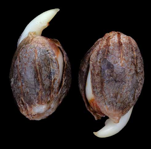 What Are Feminized Cannabis Seeds?
