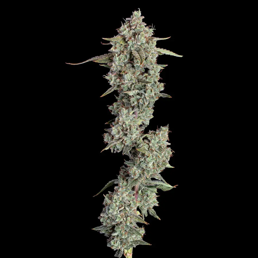 Everglades OG thumbnail 3