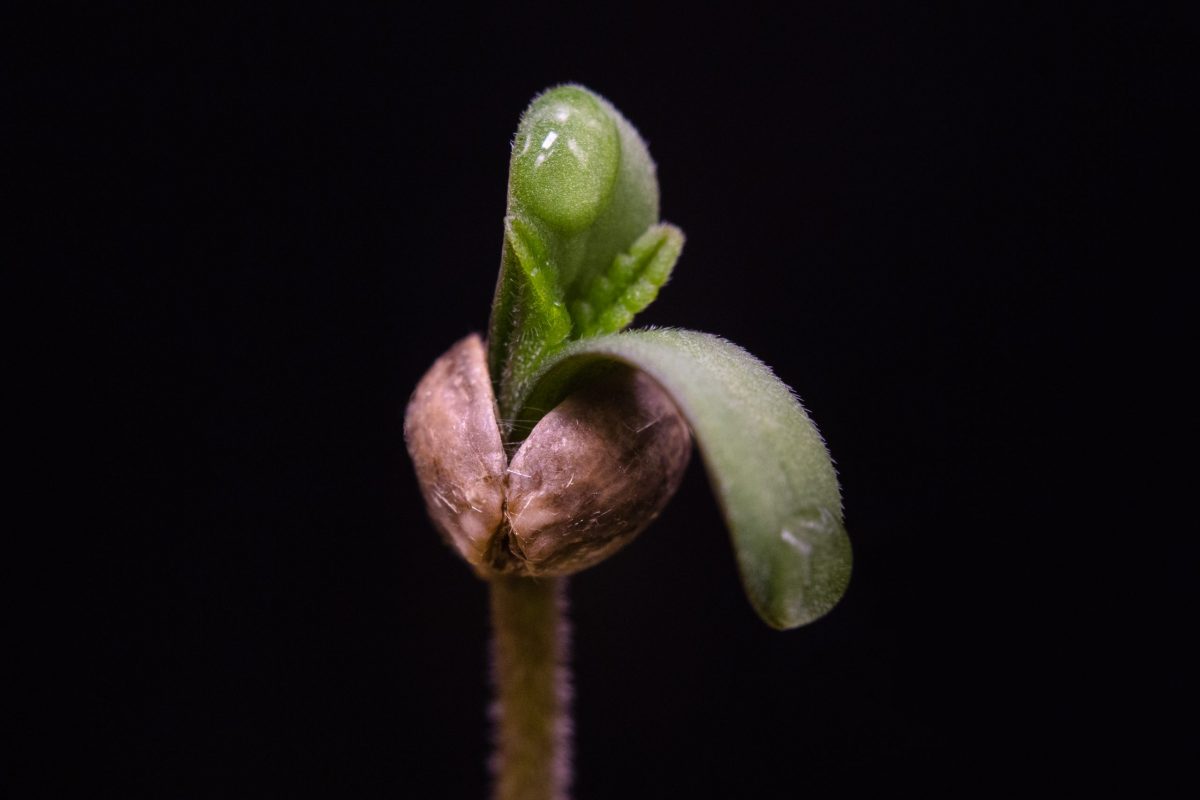 How to Germinate Cannabis Seeds