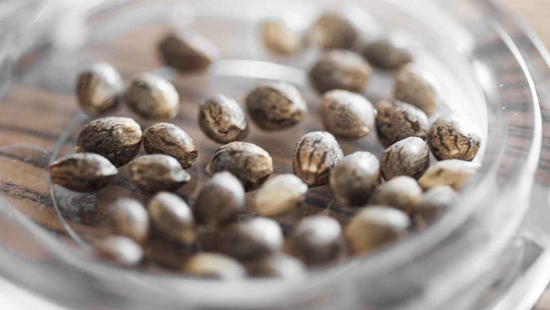 How to Store Cannabis Seeds