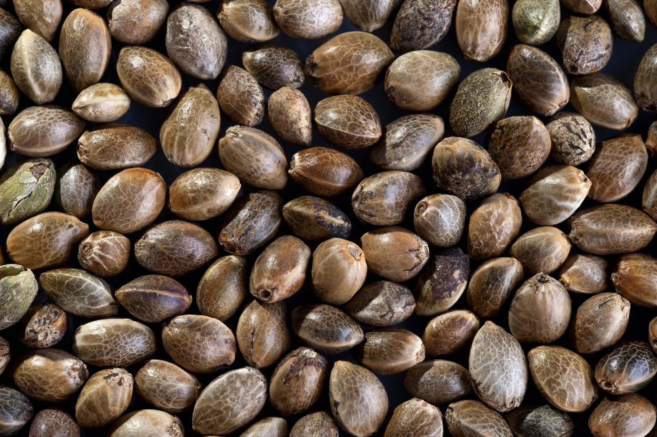 How Long Do Cannabis Seeds Last?