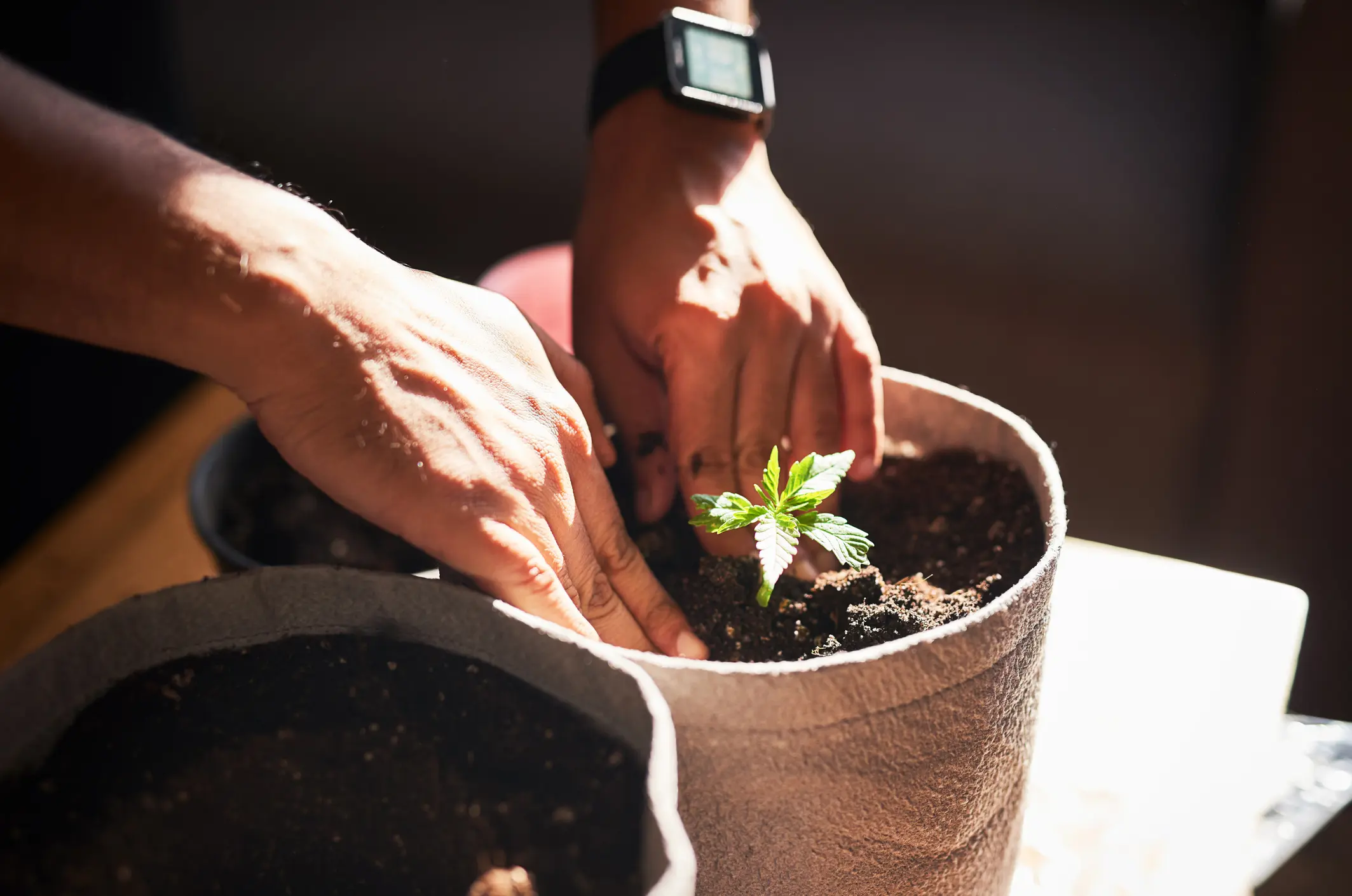 Where to Buy Cannabis Seeds in Missouri