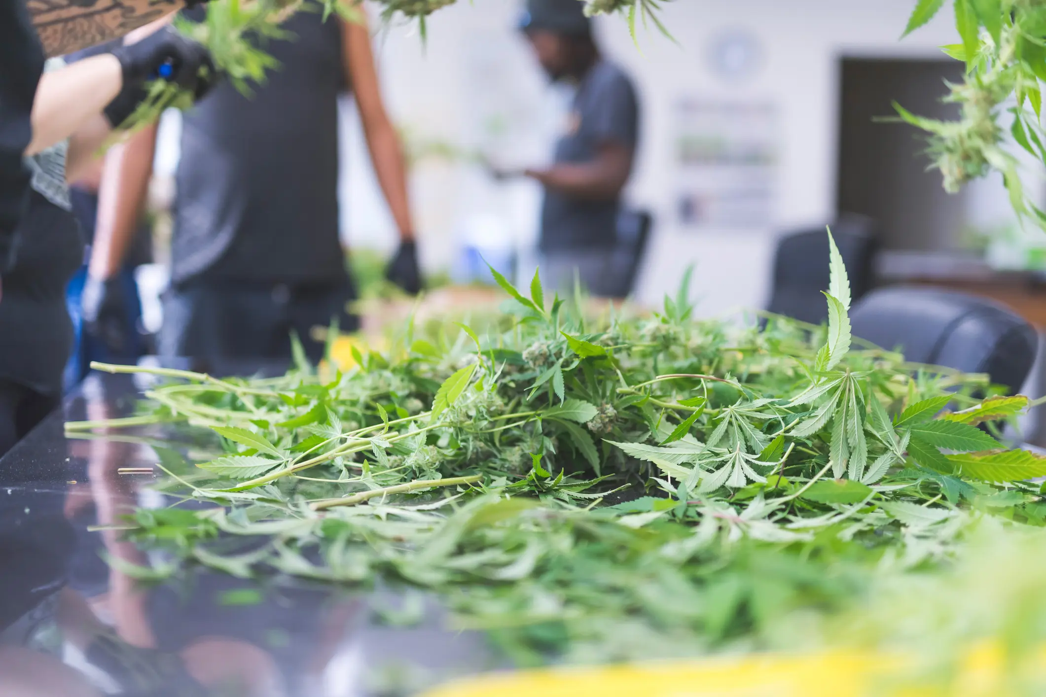 How to Harvest Cannabis
