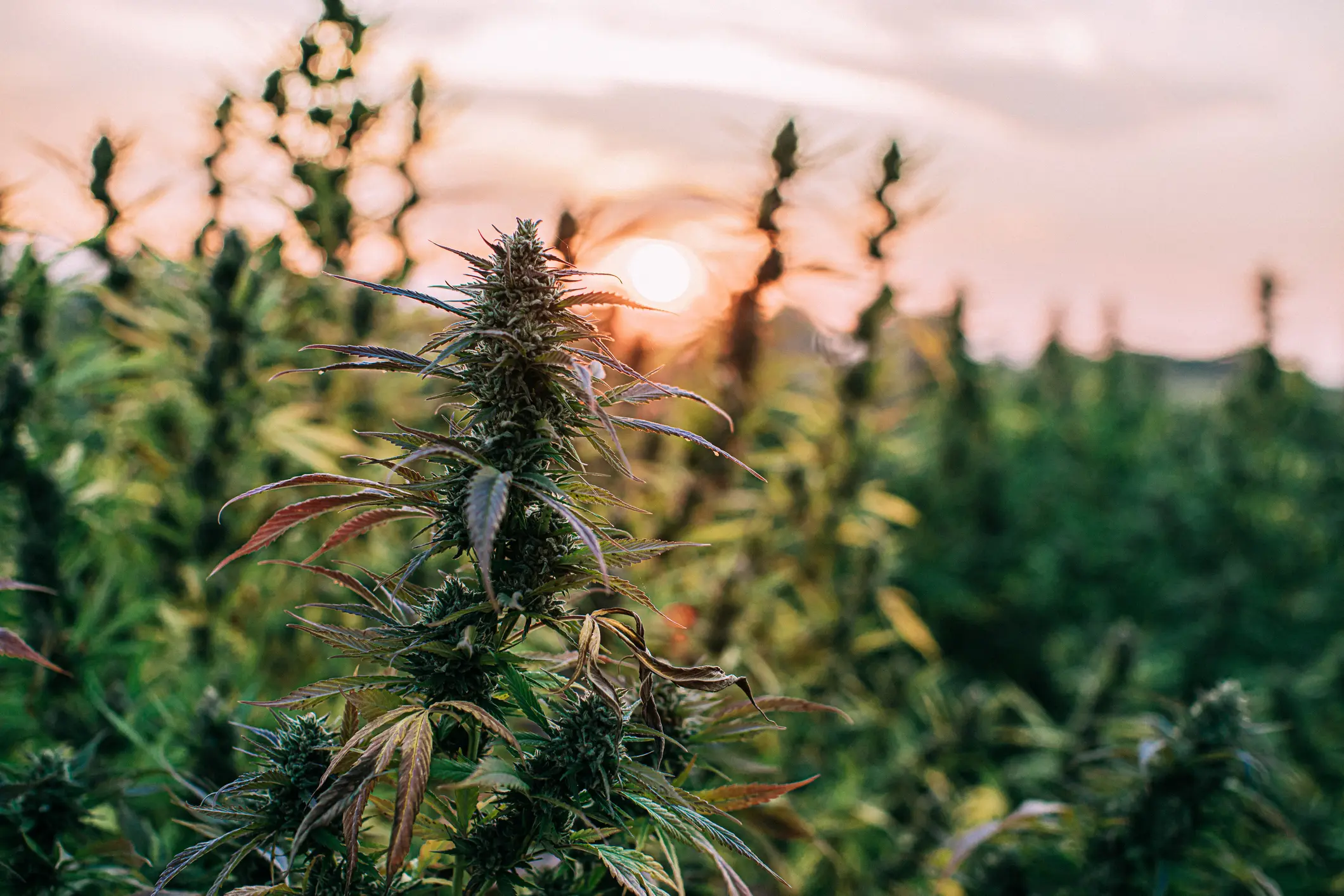 How to Grow Cannabis Outdoors
