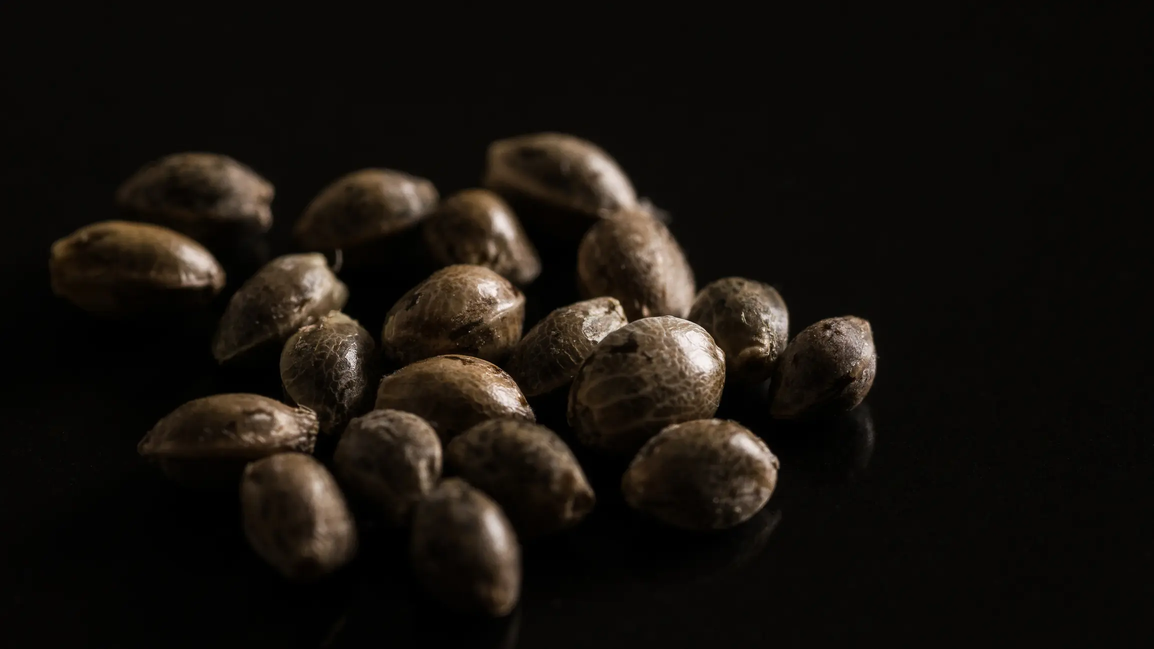 Where to Buy Cannabis Seeds