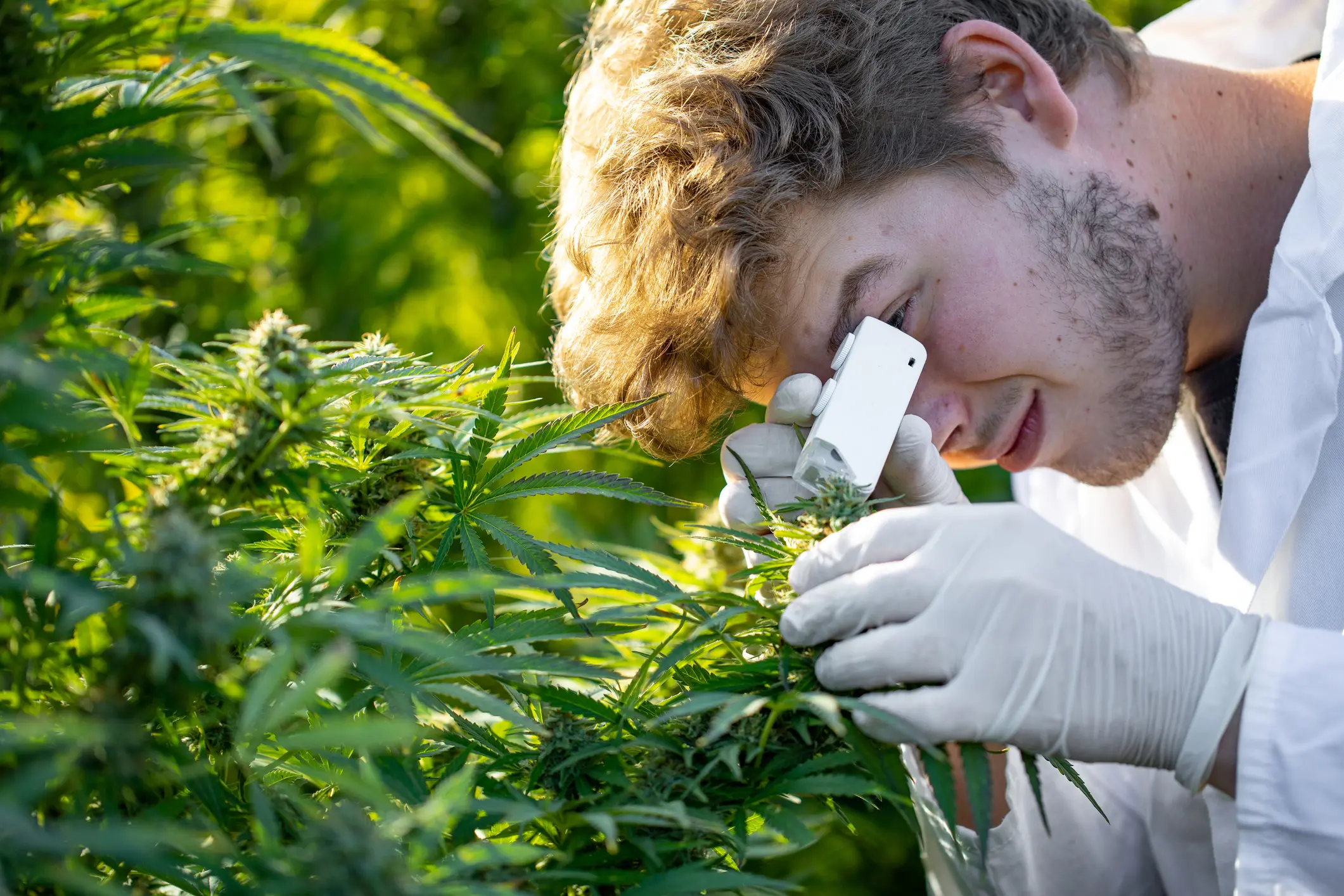 Complete Guide to the Most Common Cannabis Pests
