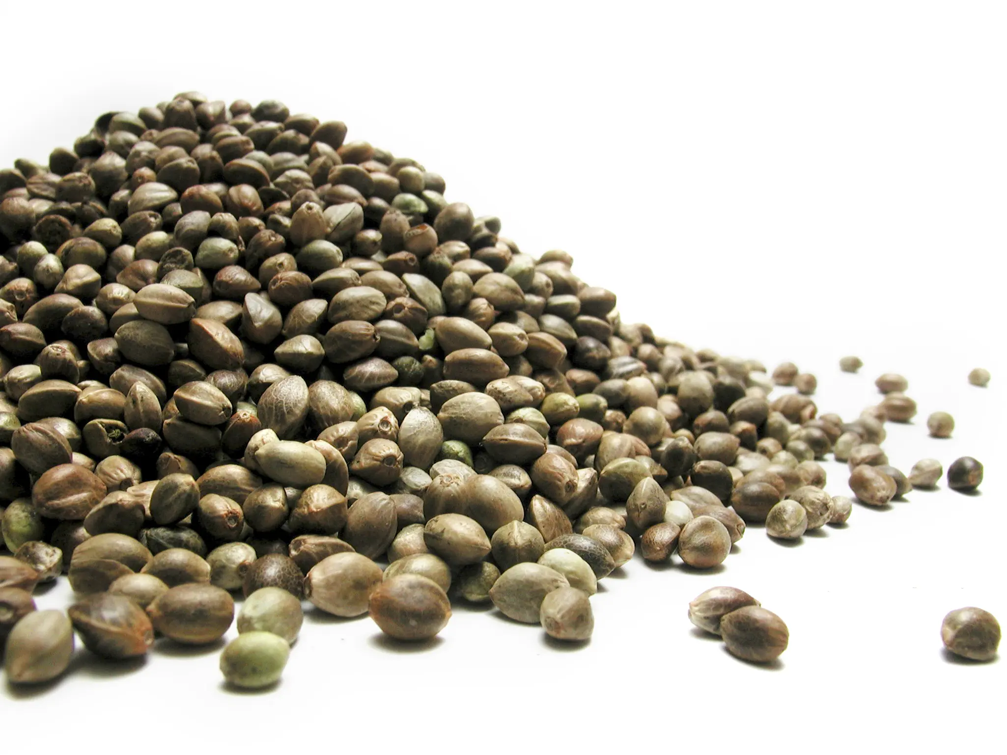 How and Where to Buy Wholesale Cannabis Seeds