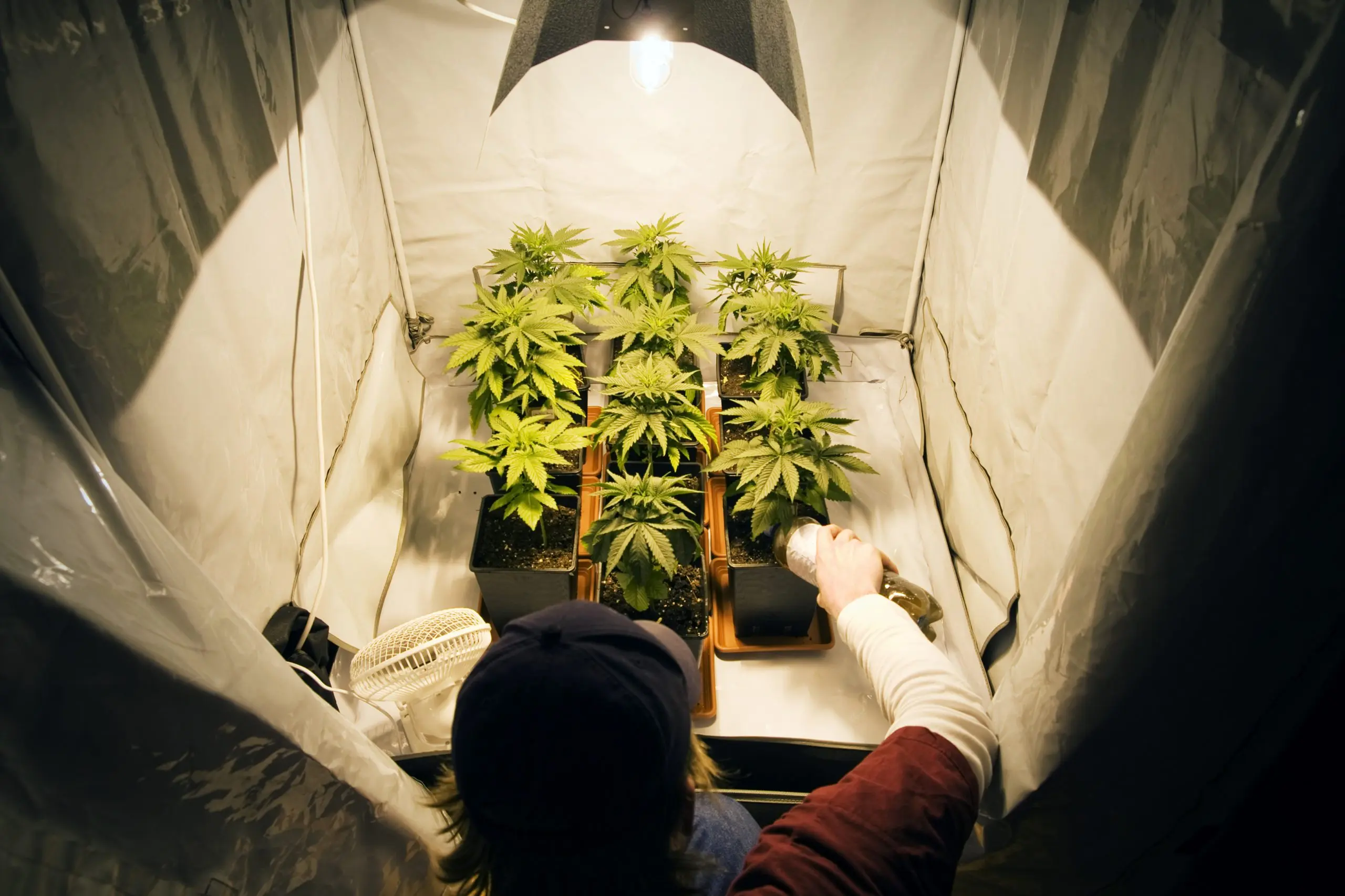 Where to Buy Cannabis Seeds in Minnesota