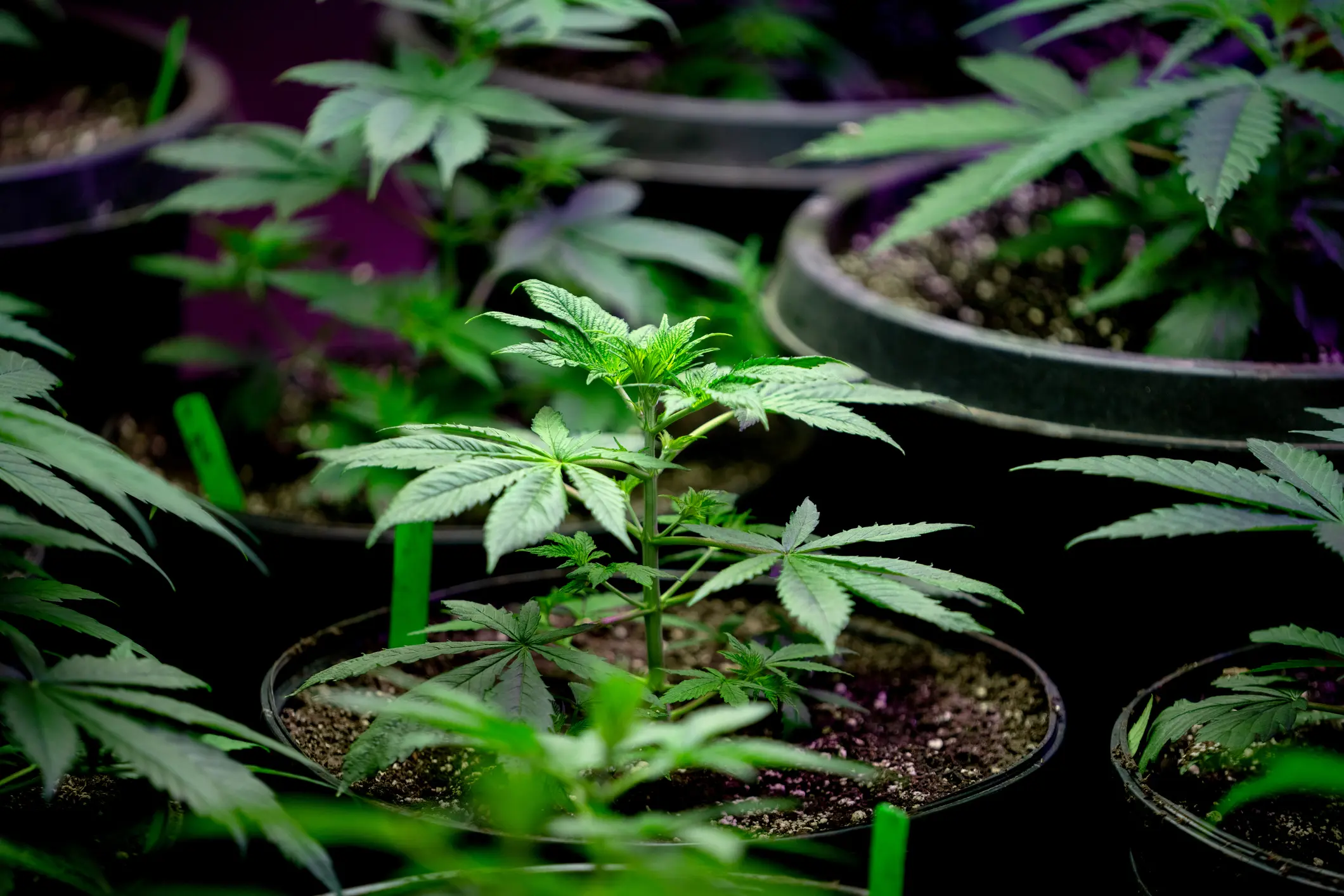 8 Advanced Cannabis Growing Techniques for Home Growers