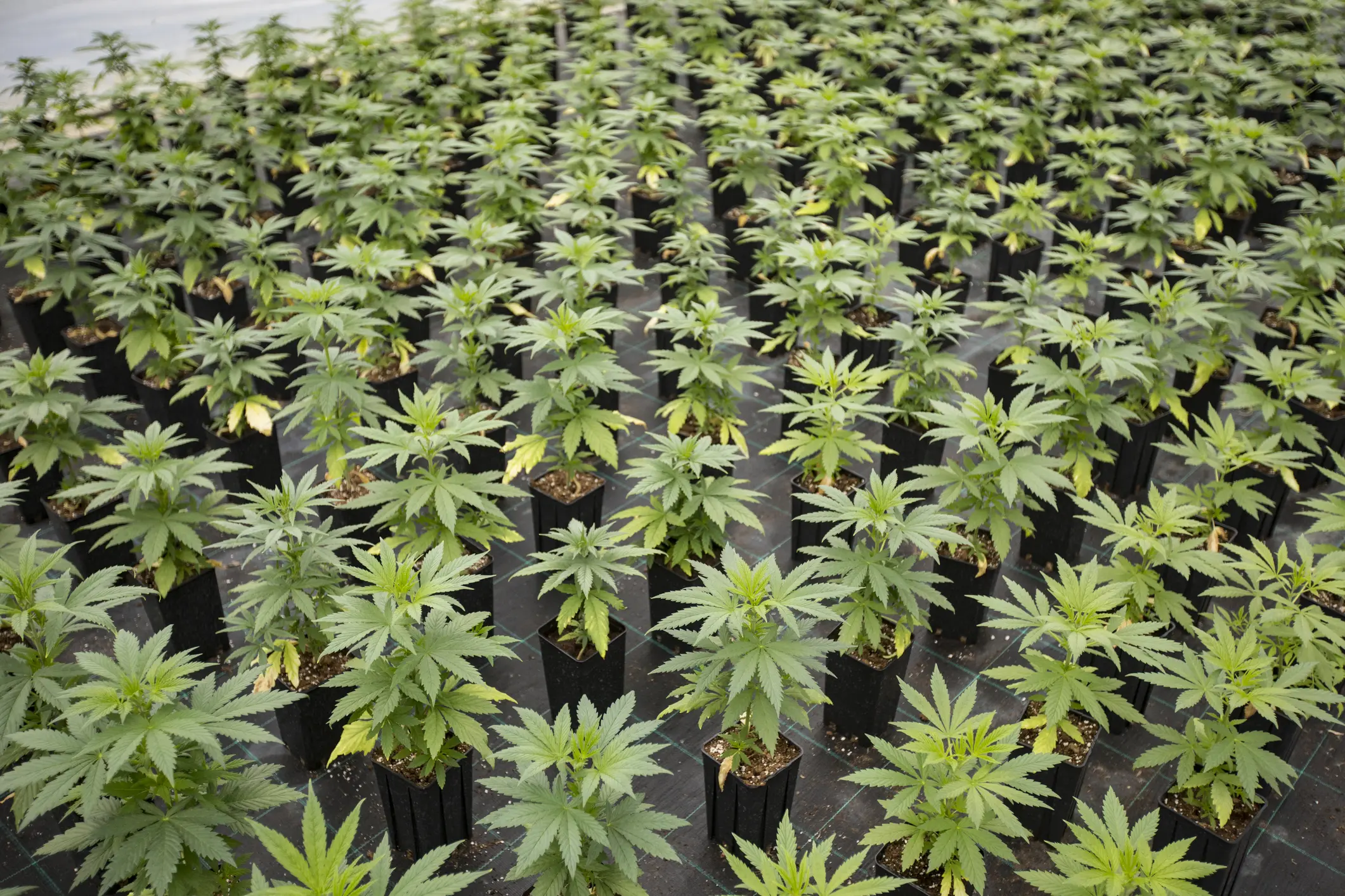 How to Grow Cannabis From Seed