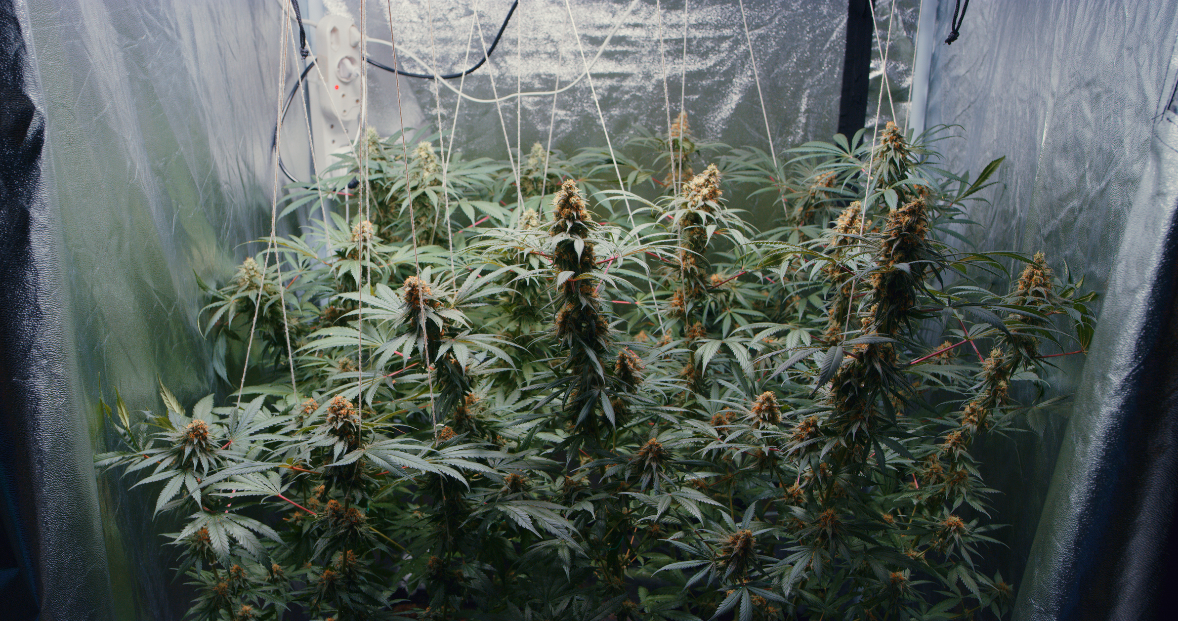 The Ultimate Indoor Grow Room Supplies List For Home Growers