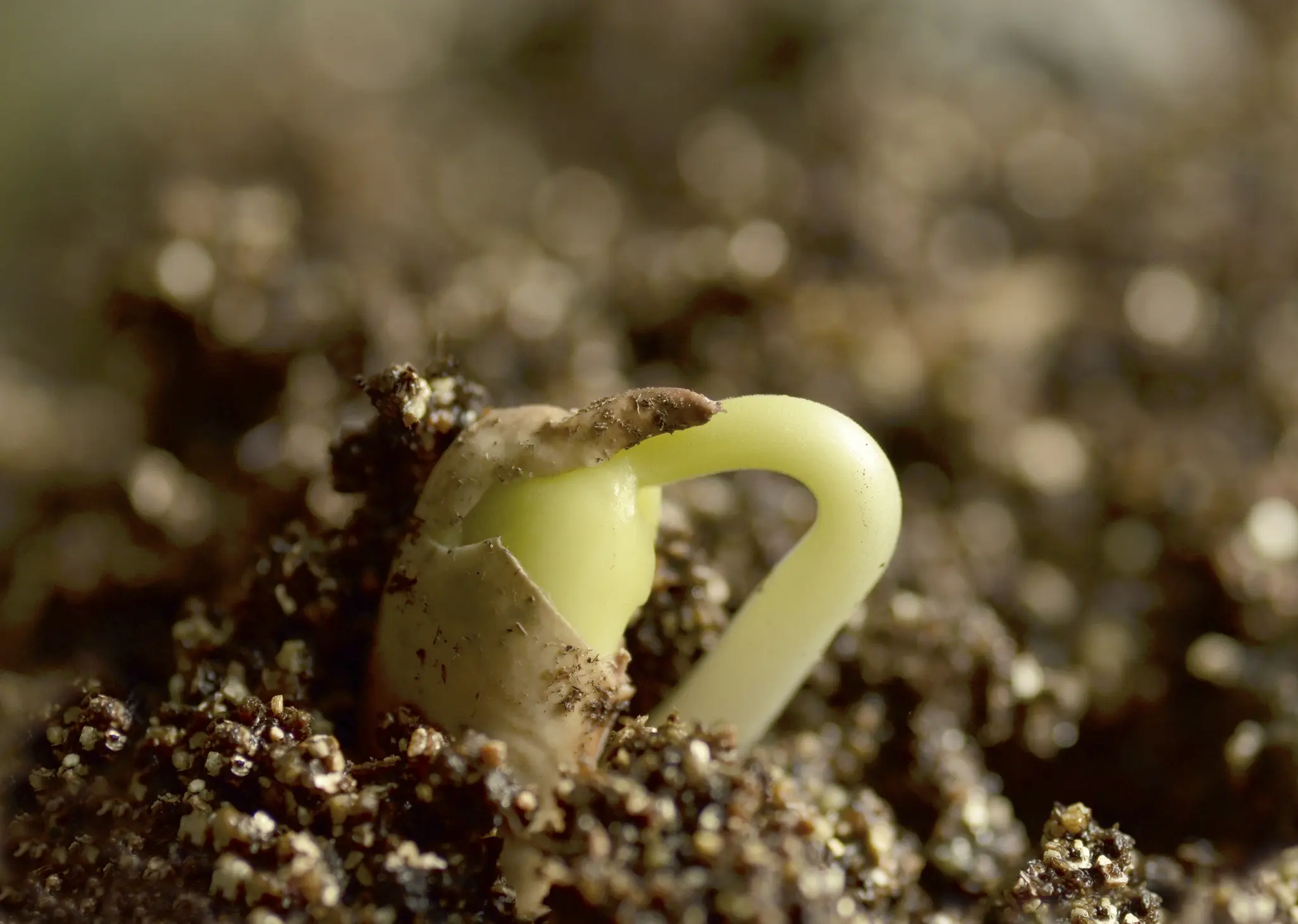 When to Plant Cannabis Seeds After Germination