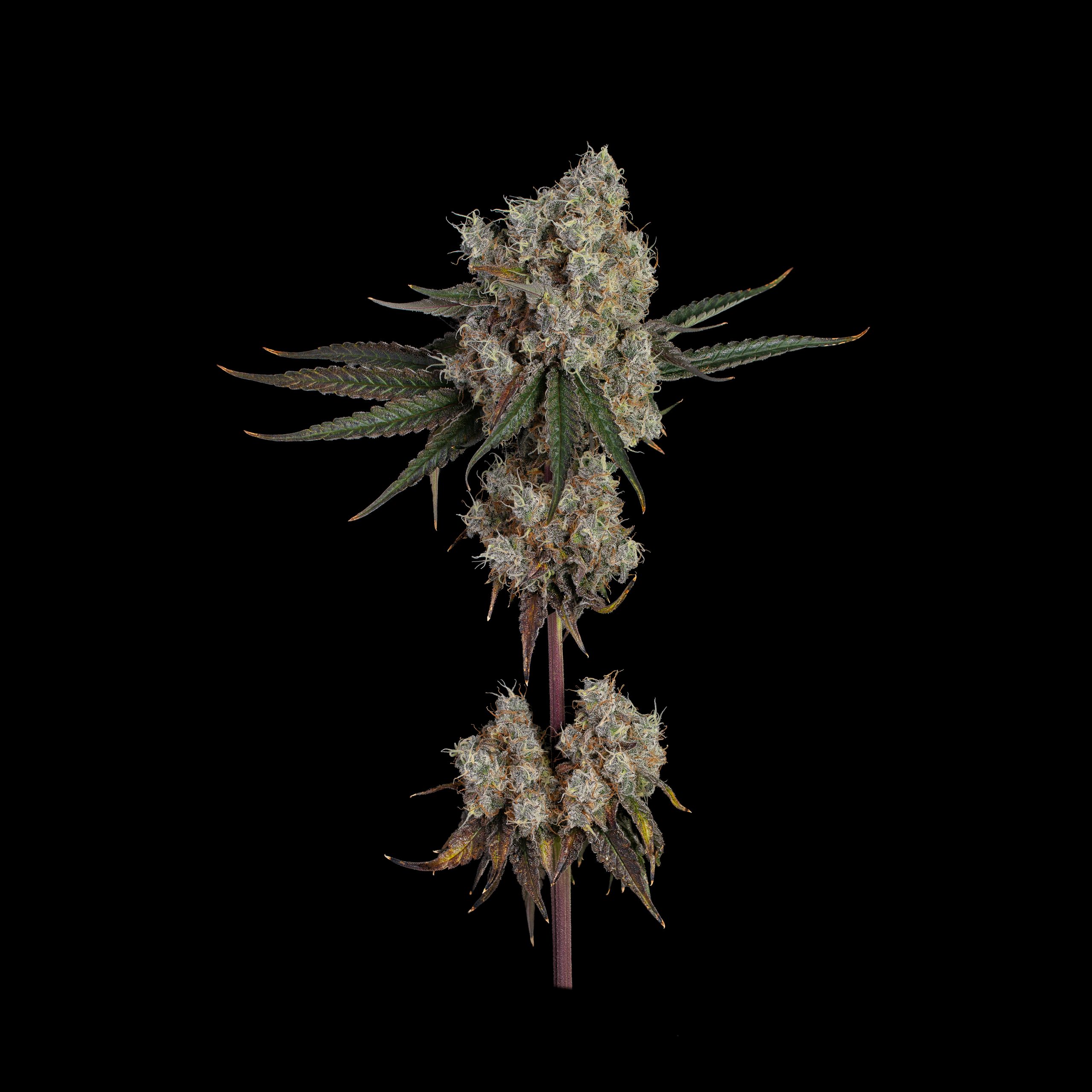 12 Tips for Growing Photoperiod Cannabis Plants Indoors