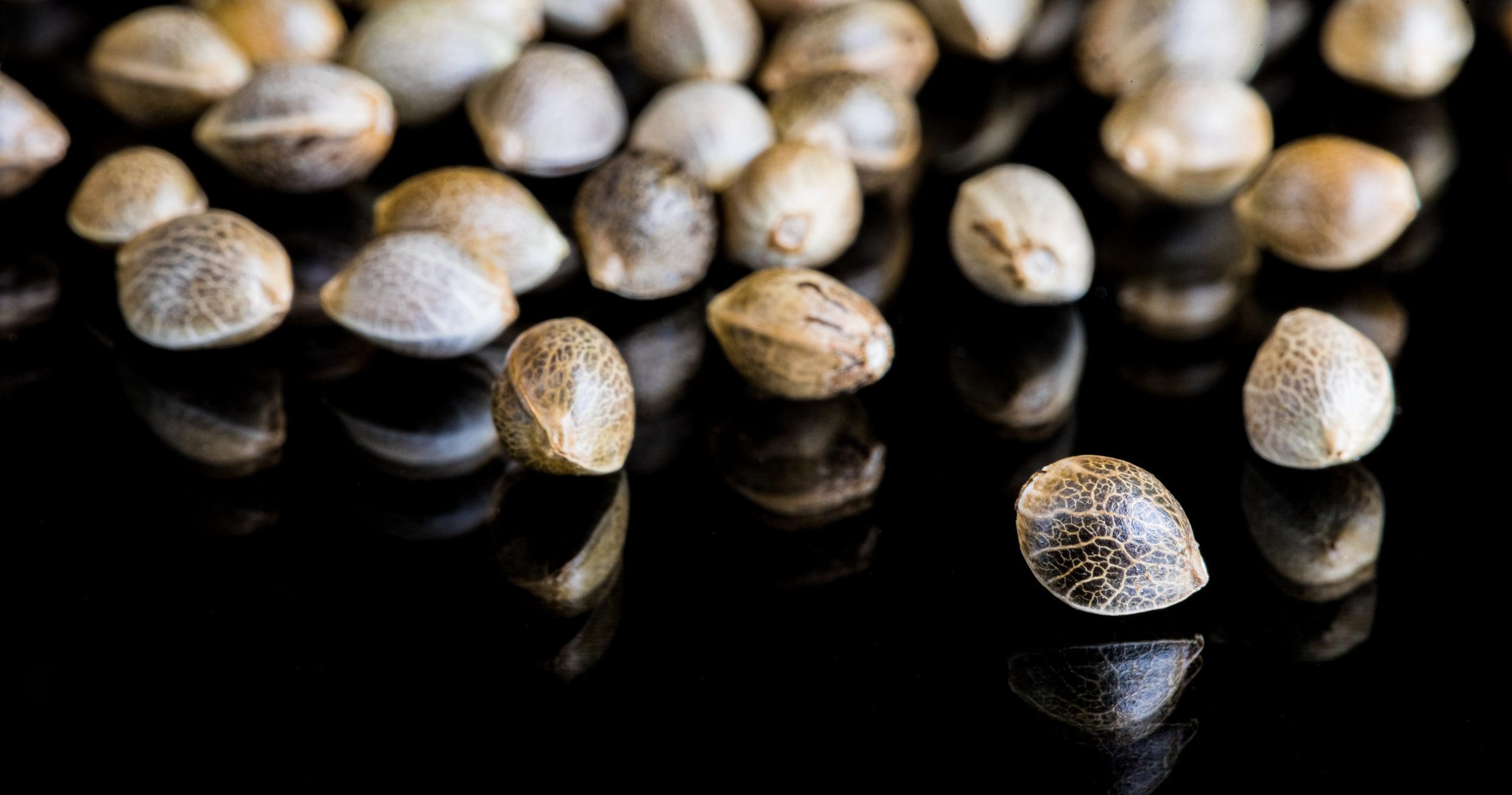 What Do Cannabis Seeds Look Like?