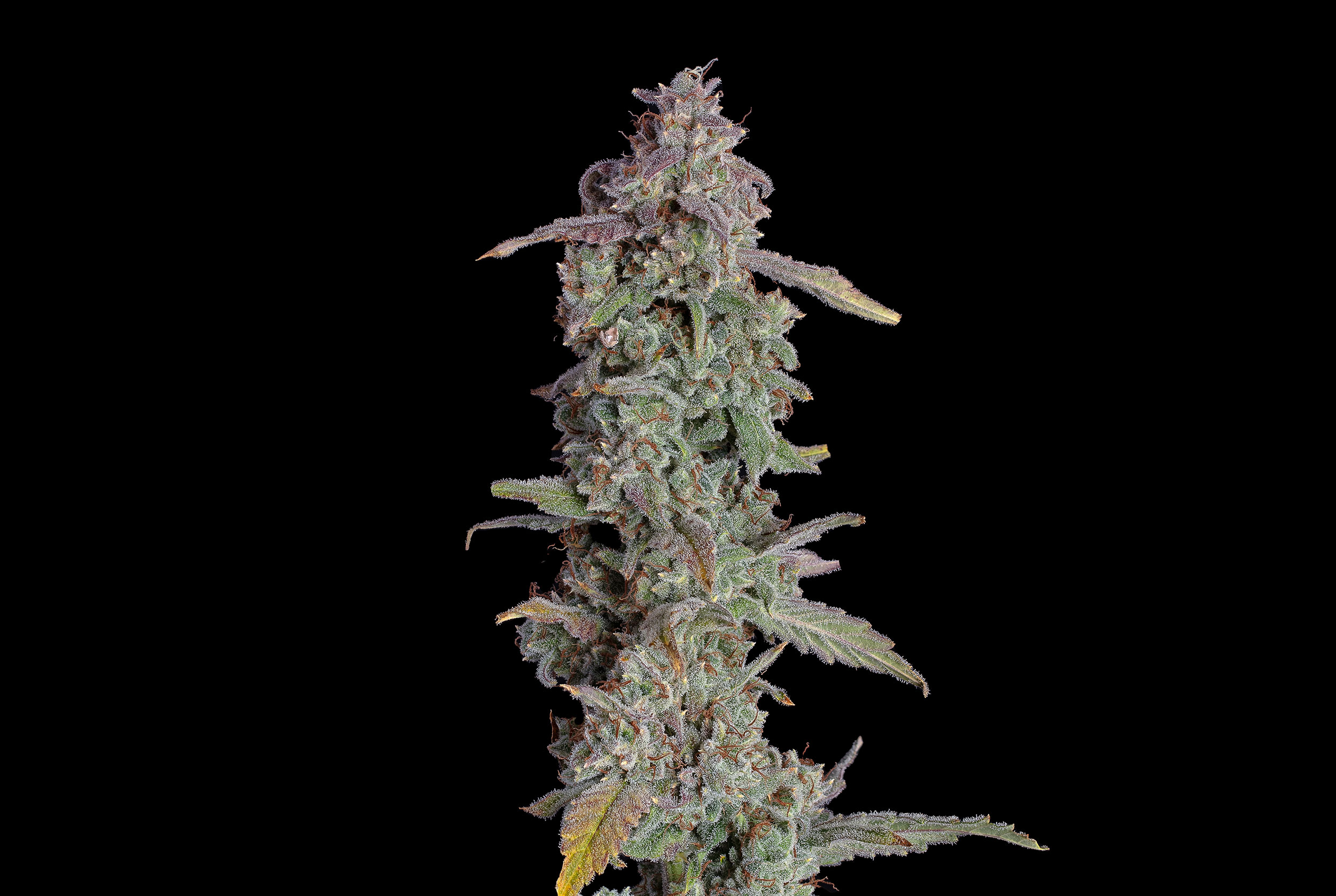 12 Pro Tips for Growing Autoflowers From Seed