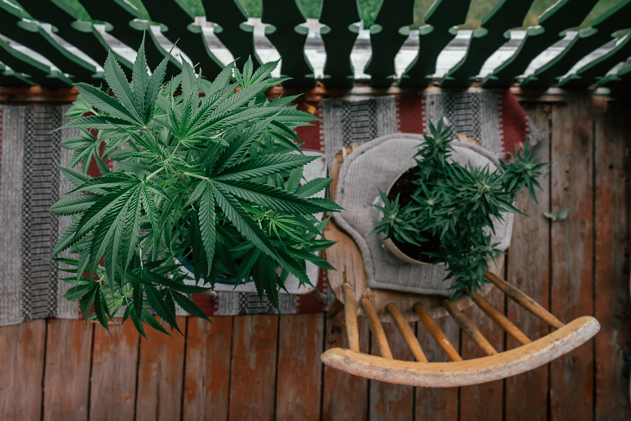Outdoor Cannabis Growing Tips for Beginners