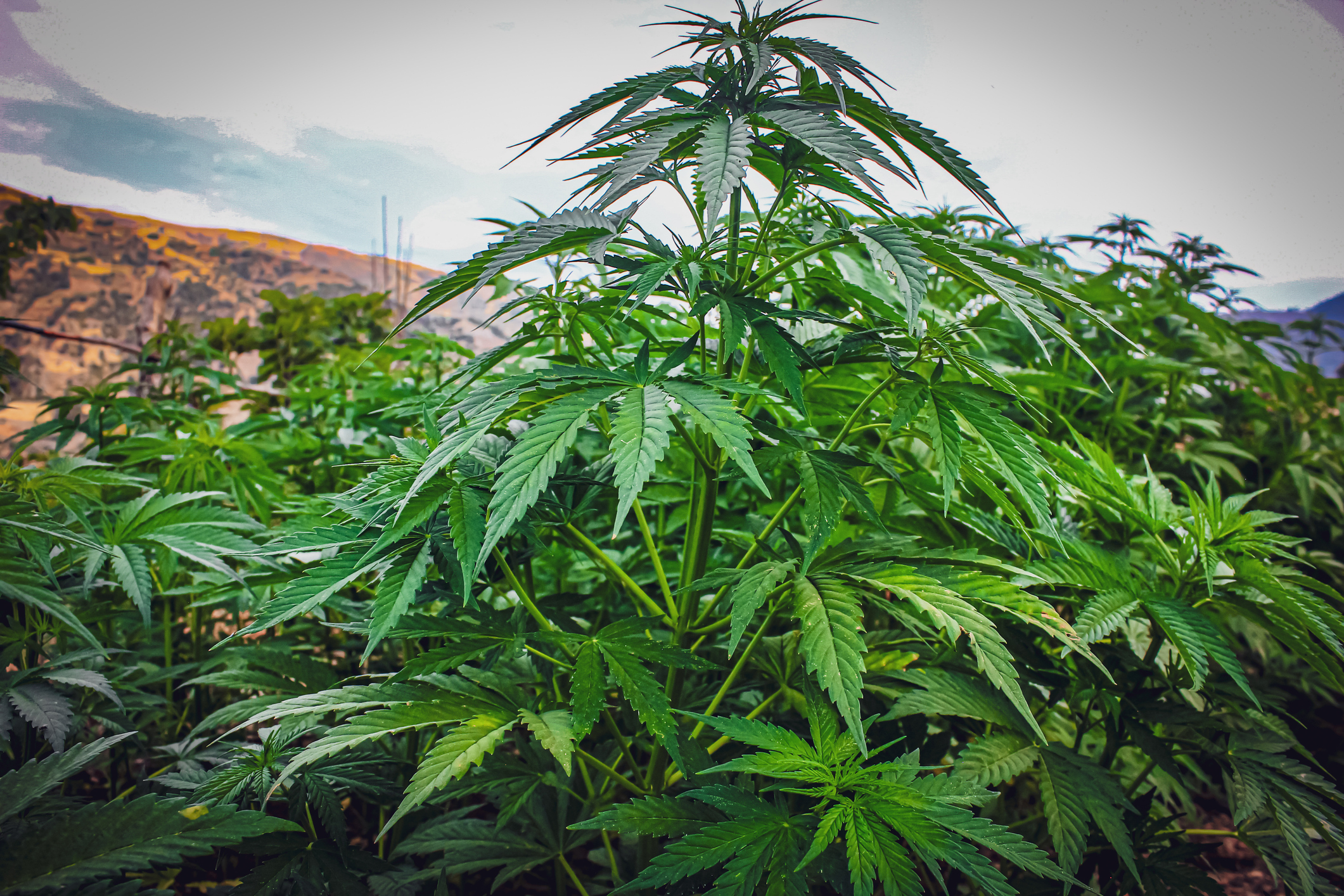 What Is a Landrace Strain?