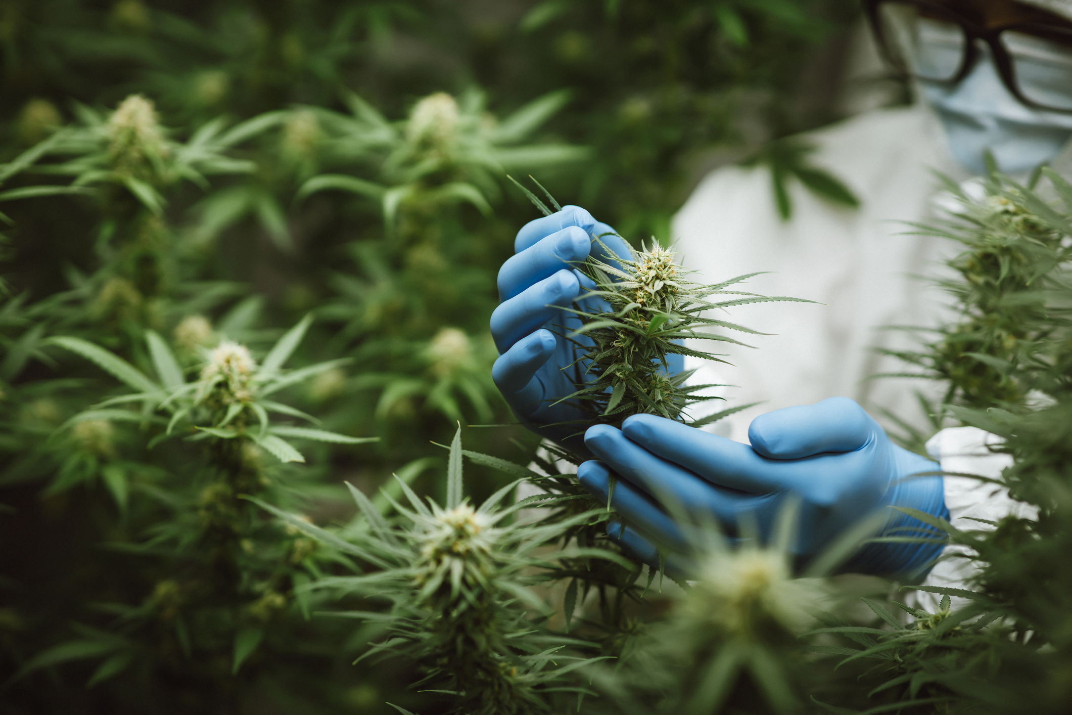 Top Scholarships for Careers in Cannabis Cultivation and Entrepreneurship