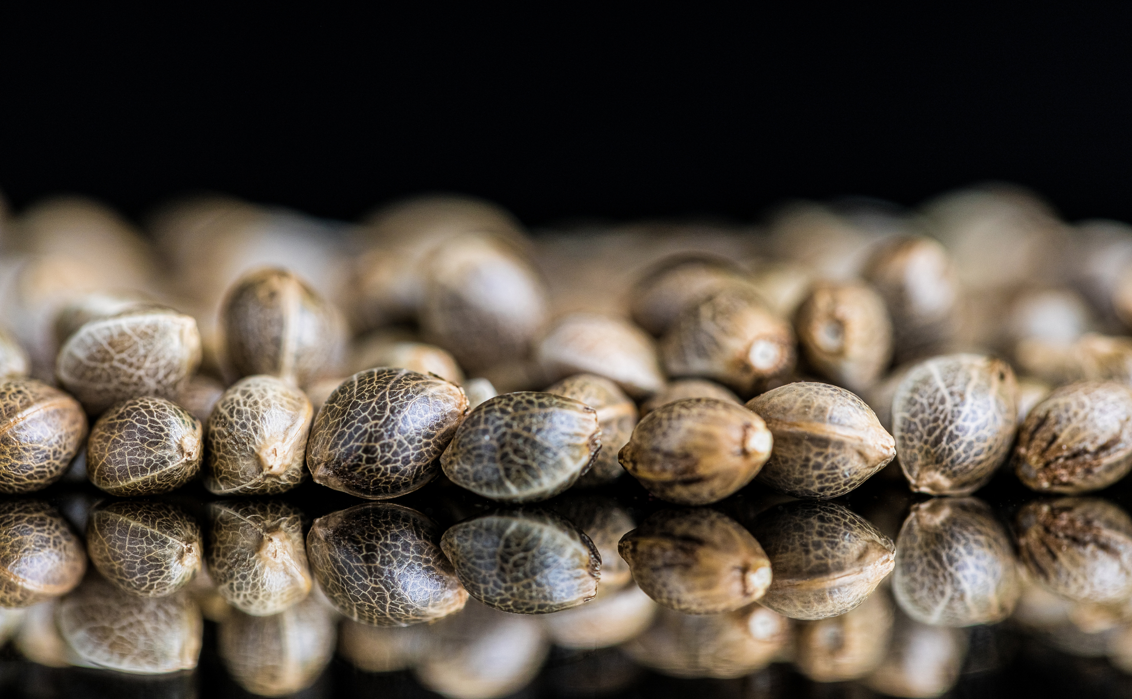 Male vs Female Cannabis Seeds: Do Cannabis Seeds Have Gender?