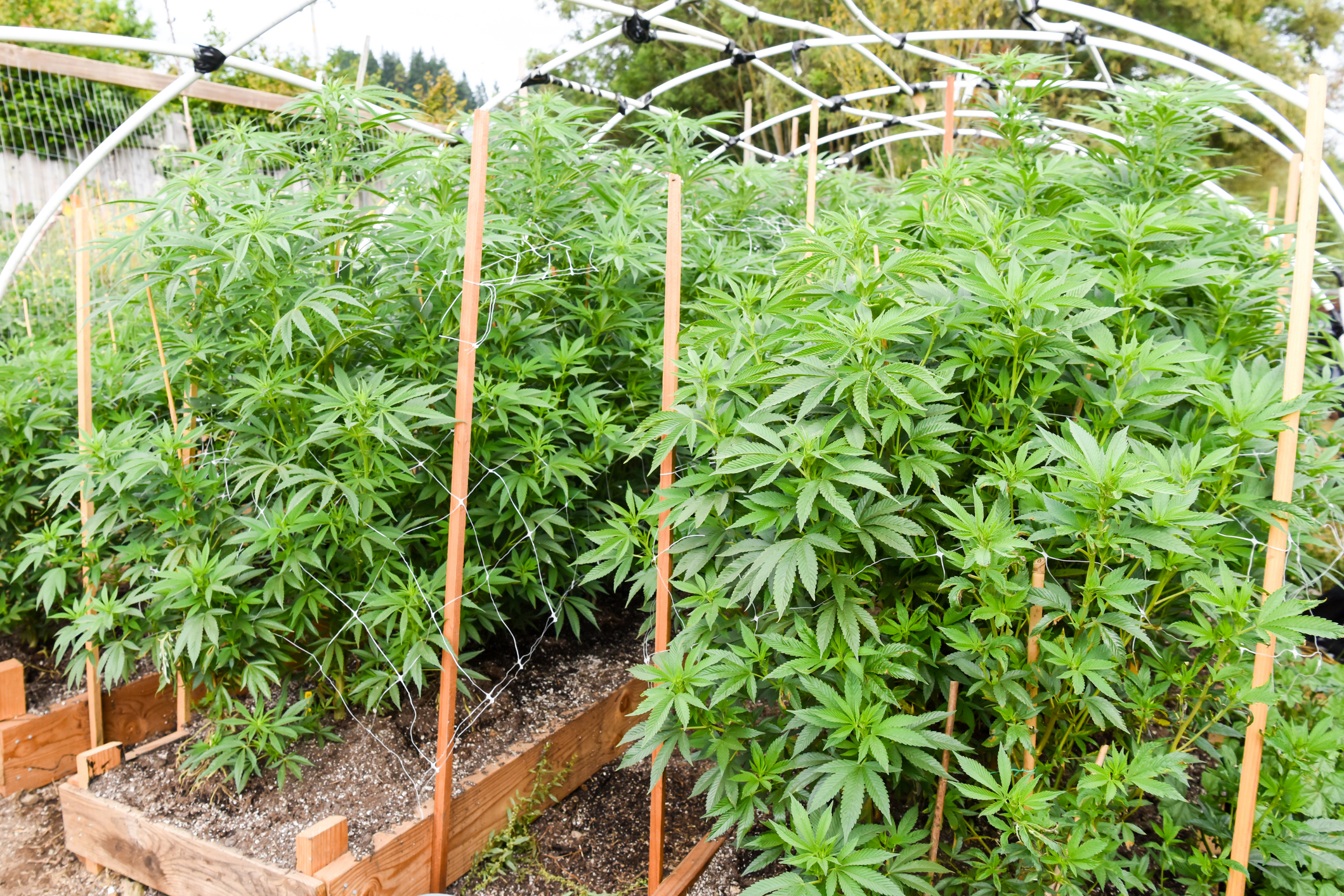 DIY Cannabis Growing Equipment