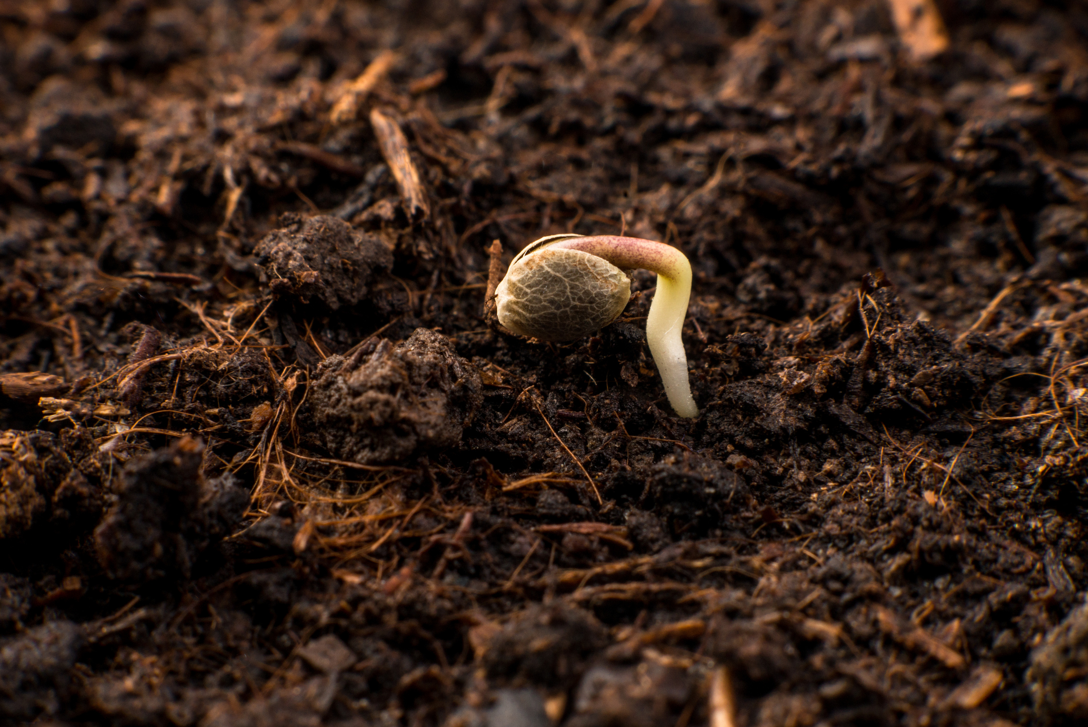 How to Remedy Common Cannabis Germination Issues