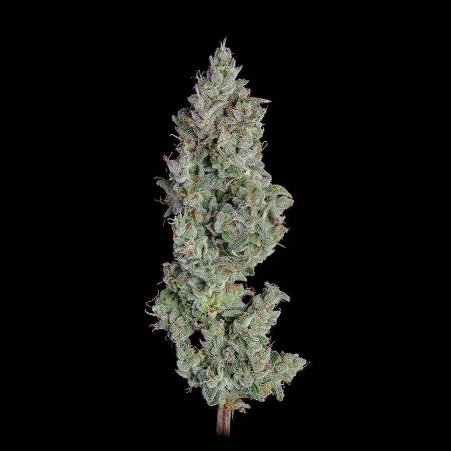 Pineapple Diesel thumbnail 3