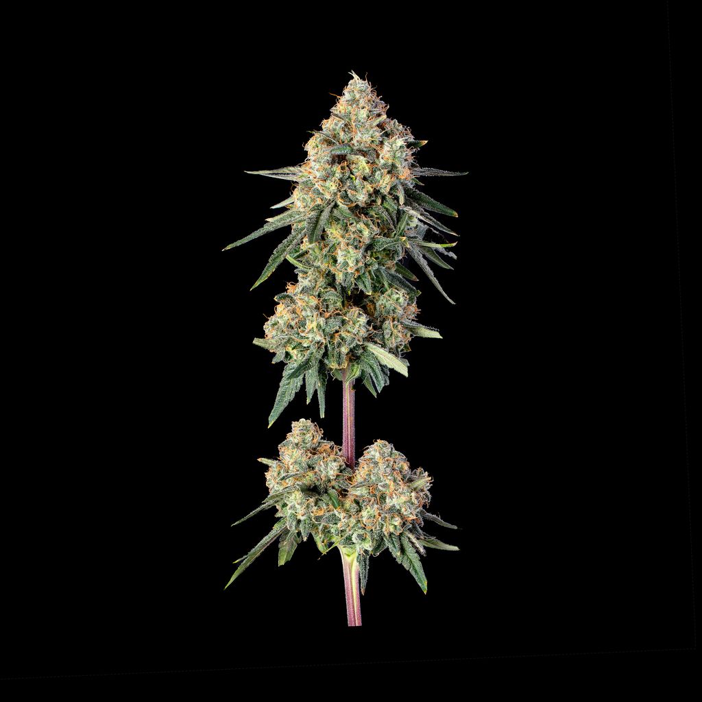 Permanent Haze thumbnail 2