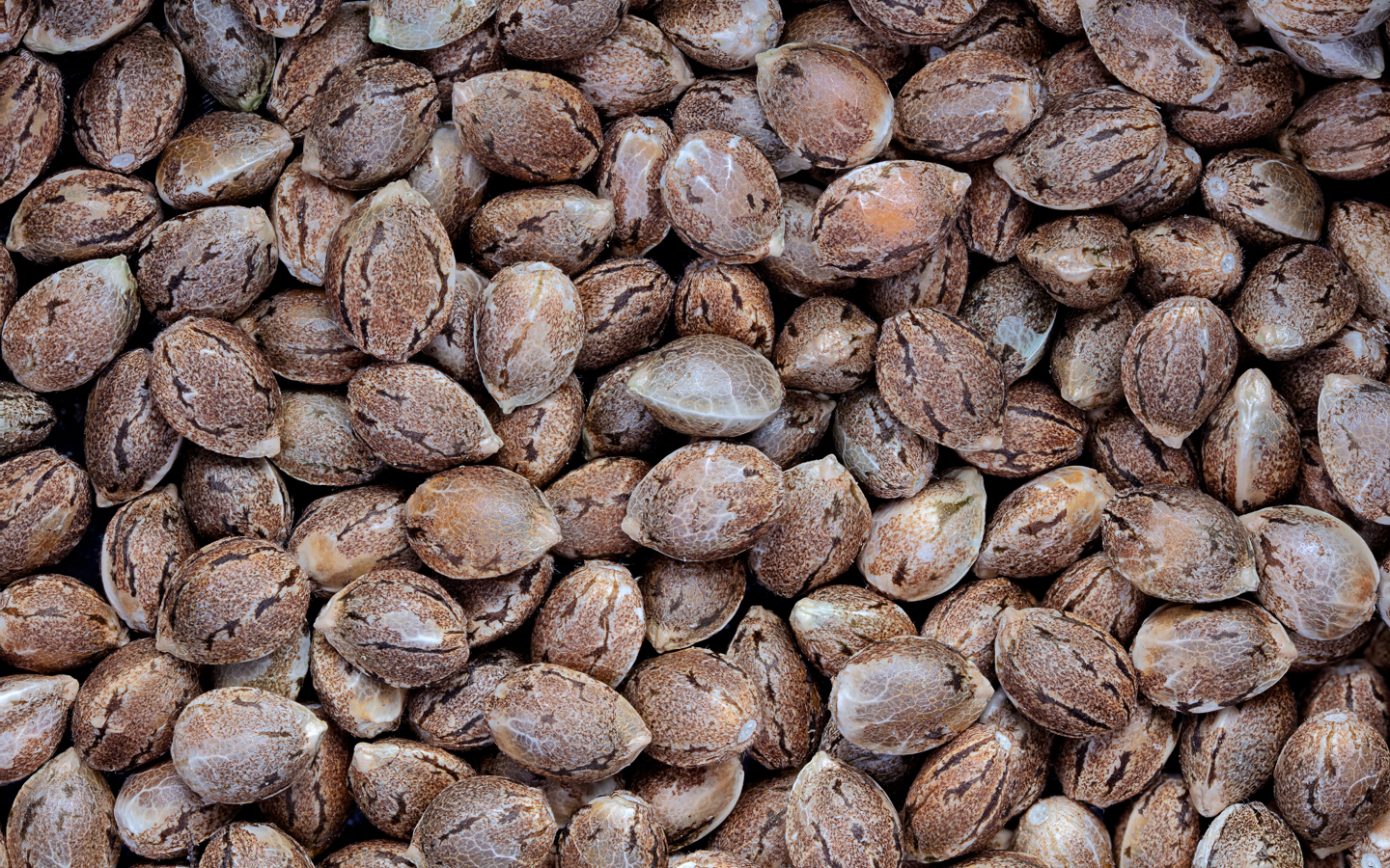 How Many Cannabis Seeds Should You Buy for Your Grow