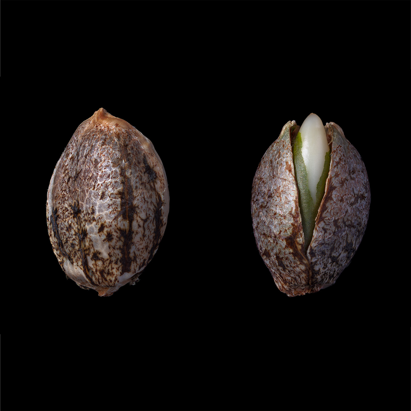 What Makes High-Quality Cannabis Seeds?