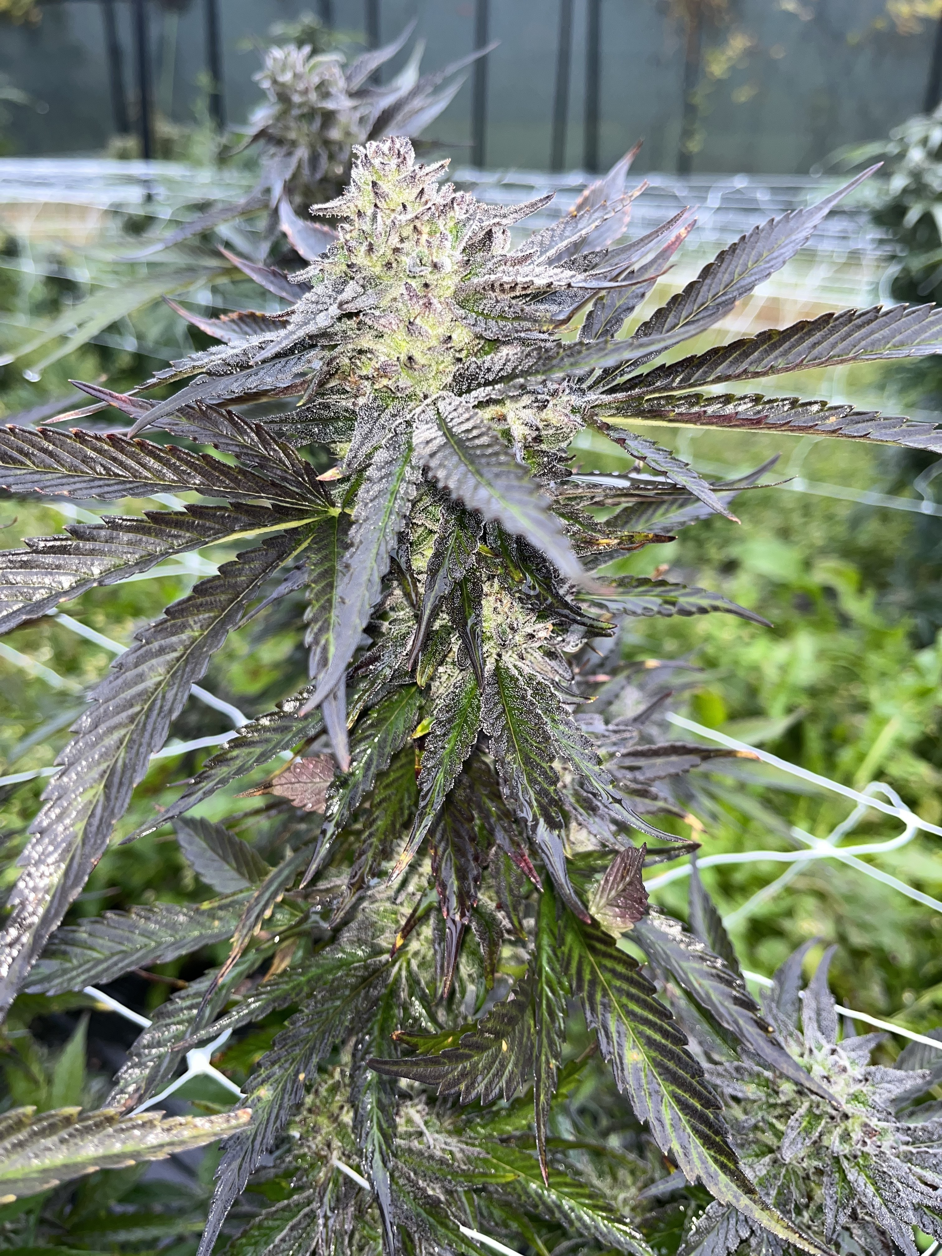 What Stage Should My Grow Be At In September/October