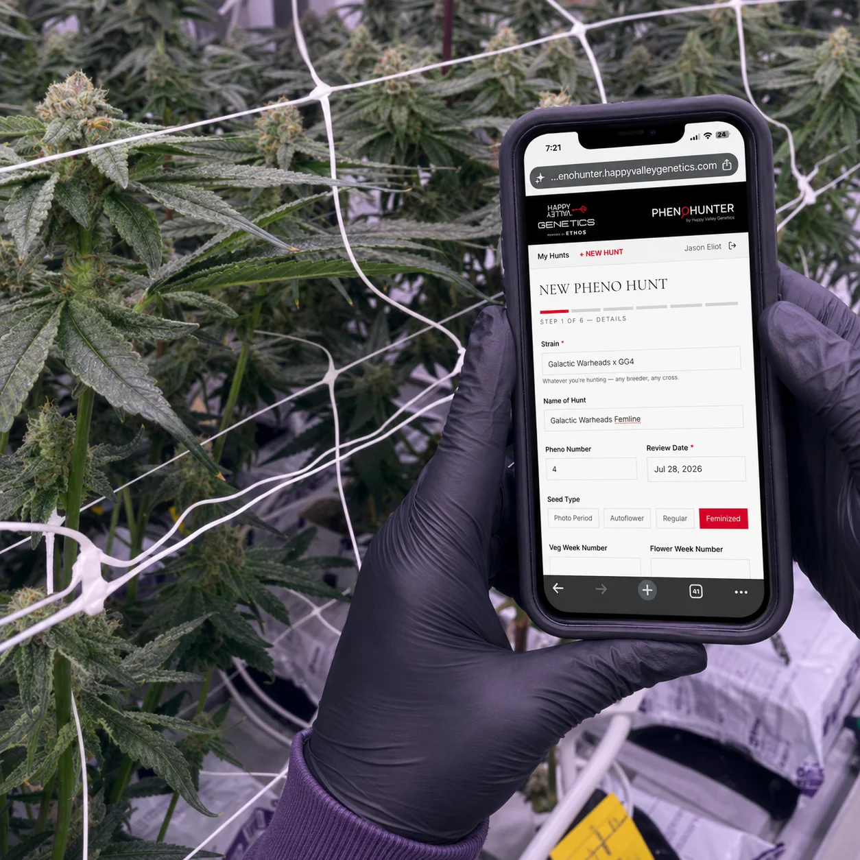 A grower in the canopy starting a new pheno hunt in the PhenoHunter web app