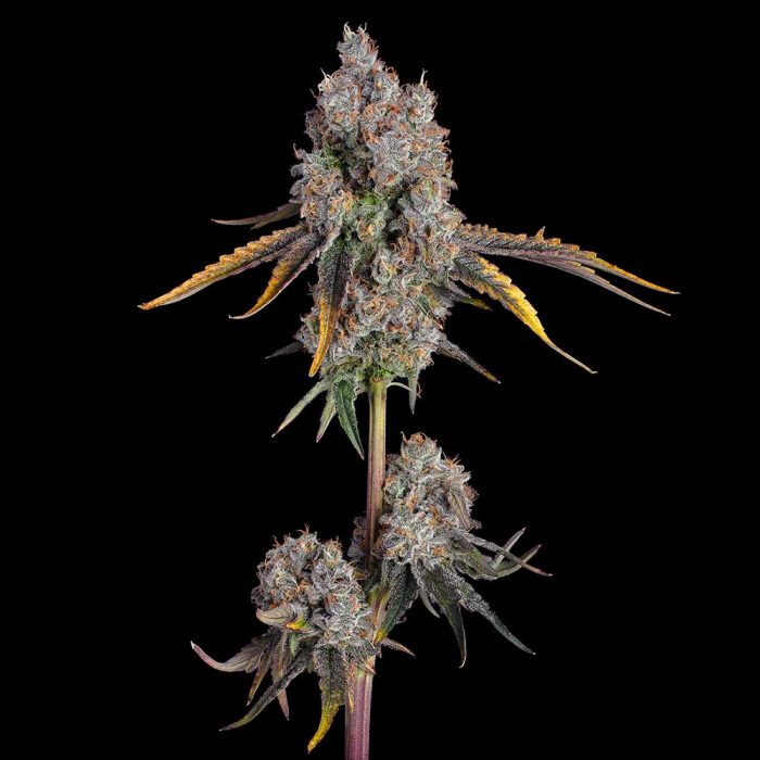 Candy Games 25 by Happy Valley Genetics