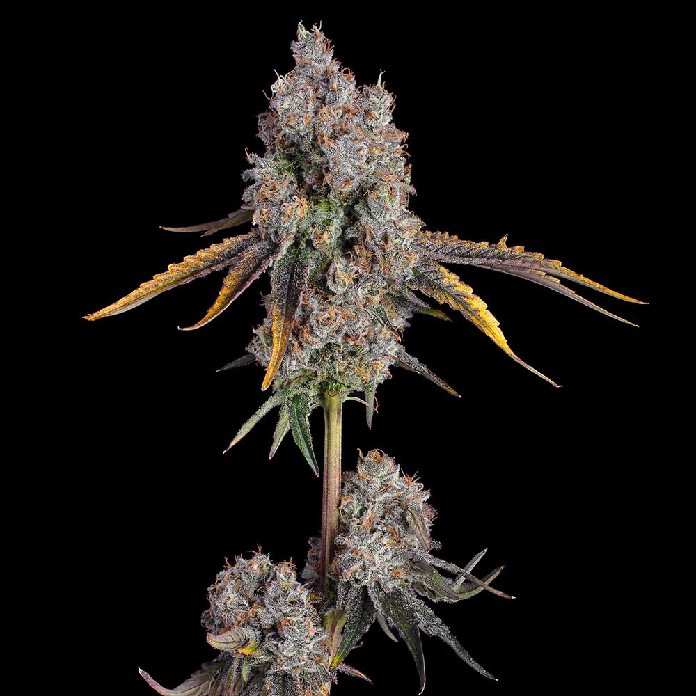 Candy Games #25 Strain – Happy Valley Genetics