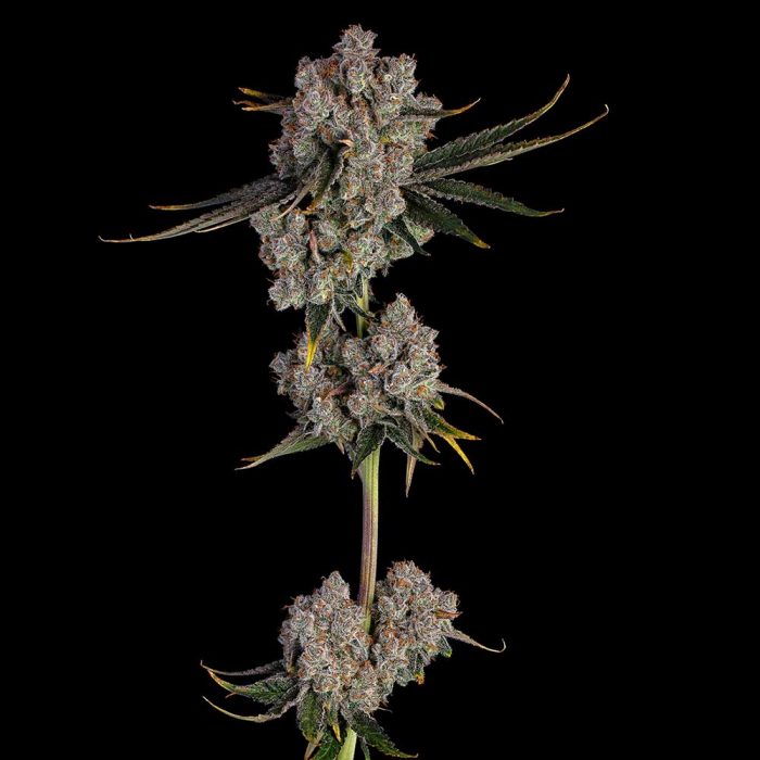 Candy Games 38 by Happy Valley Genetics