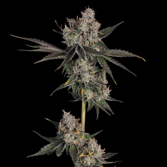 Knockout Flower by Happy Valley Genetics