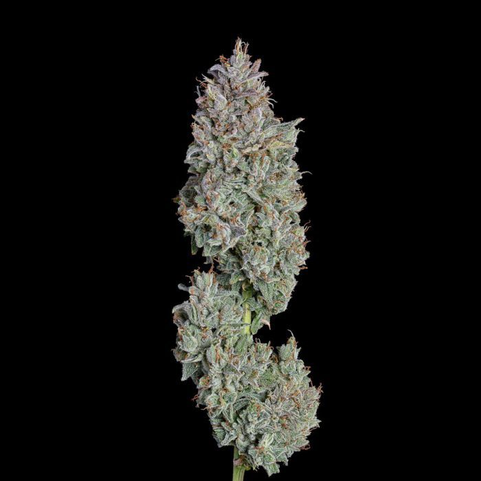 Easy Button flower photo by Happy Valley Genetics