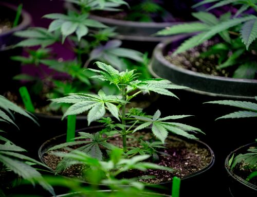8 Advanced Cannabis Growing Techniques for Home Growers