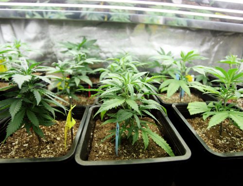 Cannabis Growing Equipment for Beginners