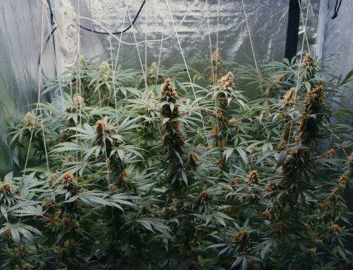 The Ultimate Indoor Grow Room Supplies List For Home Growers