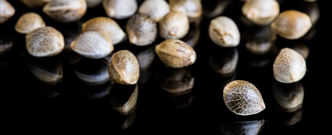 A photo of cannabis seeds arranged on a smooth black surface, showing their textures and colors.