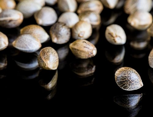 What Do Cannabis Seeds Look Like?