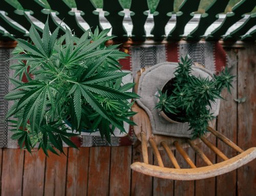 Outdoor Cannabis Growing Tips for Beginners