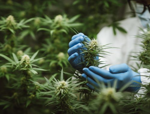 Top Scholarships for Careers in Cannabis Cultivation and Entrepreneurship