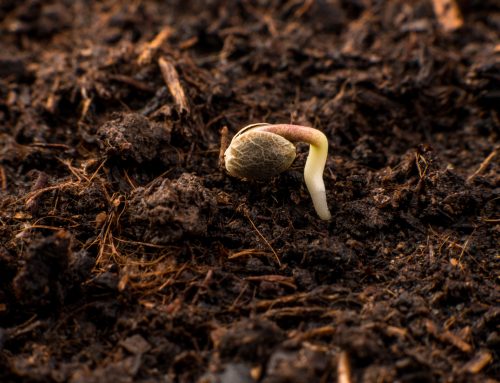 How to Remedy Common Cannabis Germination Issues