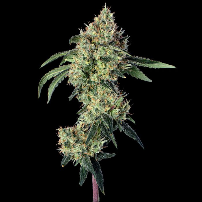 Lemon Prime cannabis flower branch shot