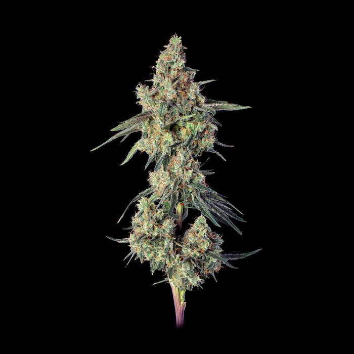 Lemon Smuggler flower branch shot
