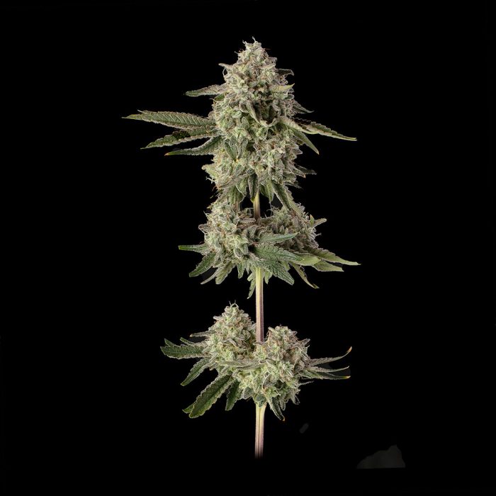 Super Belts cannabis flower branch photo