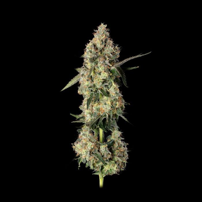 Lemon Smuggler (Han Solo Burger x SLH119)