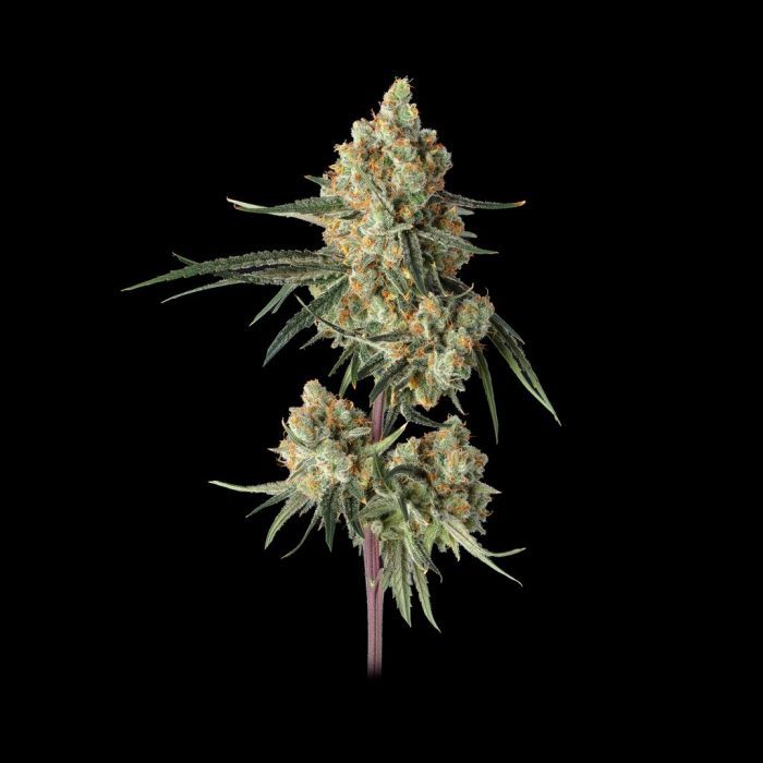 Sour Berry Shake (Sugar Shack x SLH119)